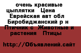 очень красивые цыплятки › Цена ­ 100 - Еврейская авт.обл., Биробиджанский р-н, Птичник с. Животные и растения » Птицы   